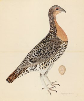 CAPERCAILLIE HEN . PL 28