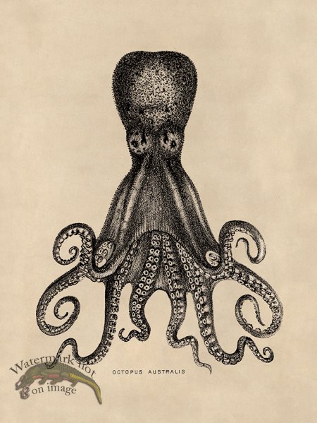 (image for) Octopus Tan 15