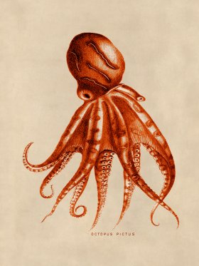 Octopus Orange 10