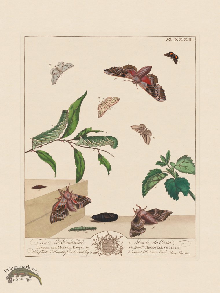 (image for) Moses Harris Insects 33