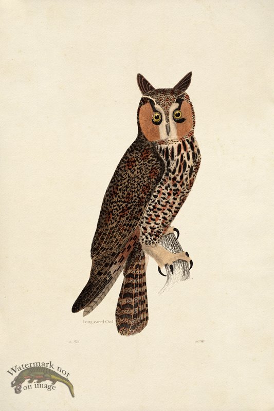 (image for) KO 15 Long-eared Owl