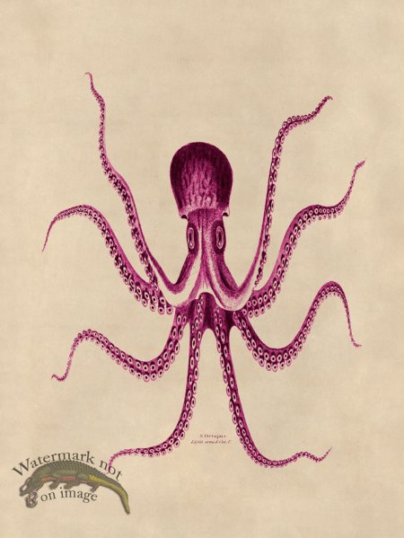 (image for) Octopus Pink 24