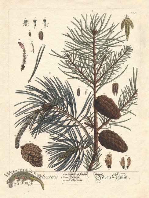 (image for) Blackwell Pine Cone 02