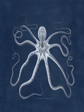 Octopus Blue 18