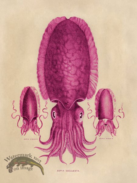 (image for) Octopus Pink 04