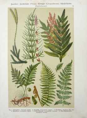 Botanical Atlas 1911 07