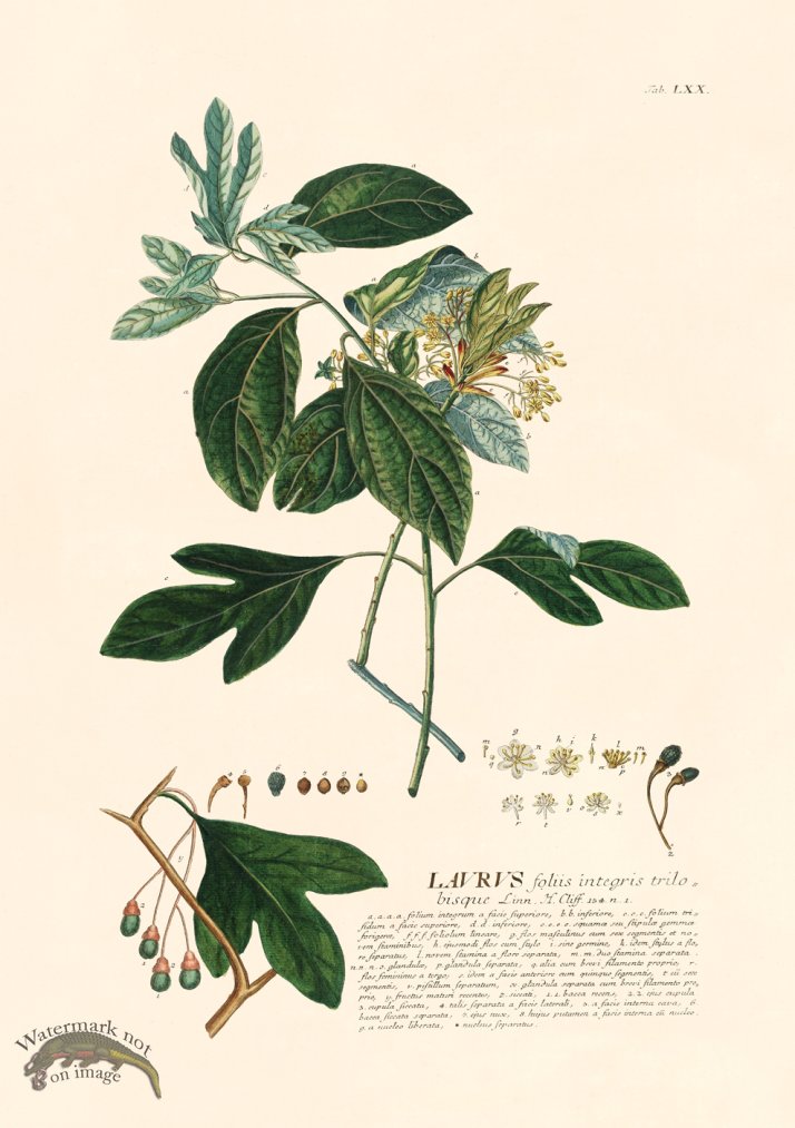 (image for) Trew Botanical 70