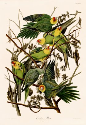 026 Carolina Parrot