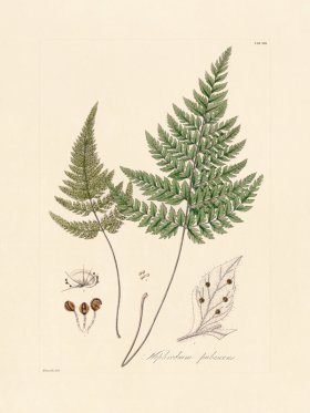 (image for) Hooker Fern 13