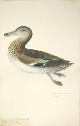 224 Swedish Birds . Anas Circia, Teal Duck