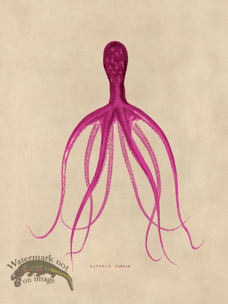 (image for) Octopus Pink 21