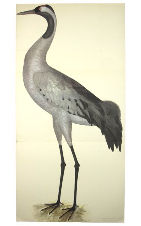 COMMON CRANE PL 2