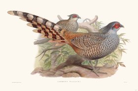 Gould Game Bird 007