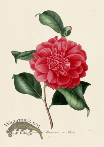A generic image