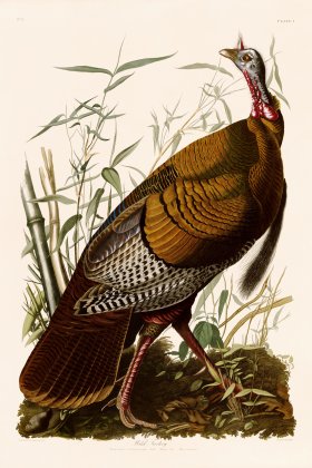 001 Wild Turkey