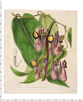 (image for) Curtis Botanical 035