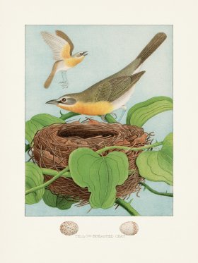 Thomas Gentry Bird 12