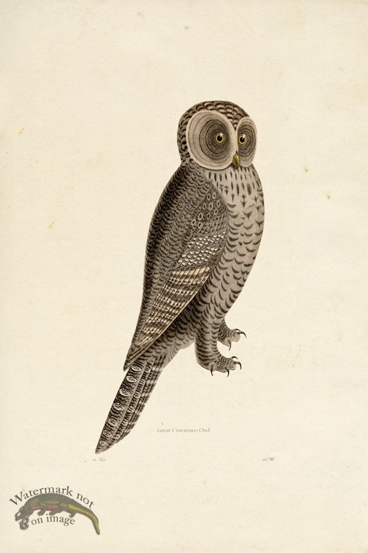 (image for) KO 05 Great Cinereous Owl