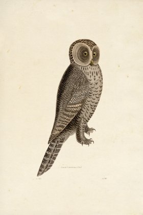 KO 05 Great Cinereous Owl