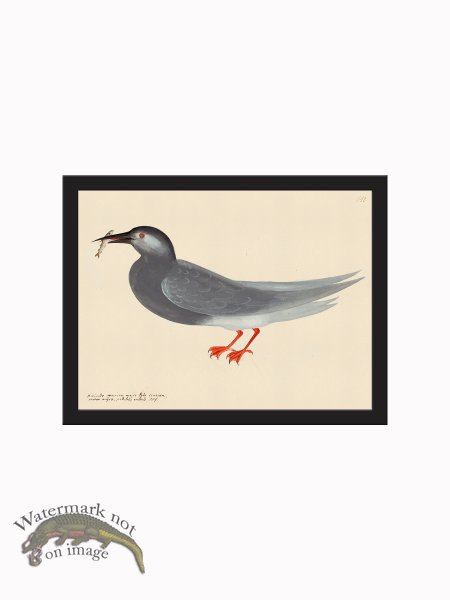 (image for) Rudbeck CFA_BF 143 BlackGull