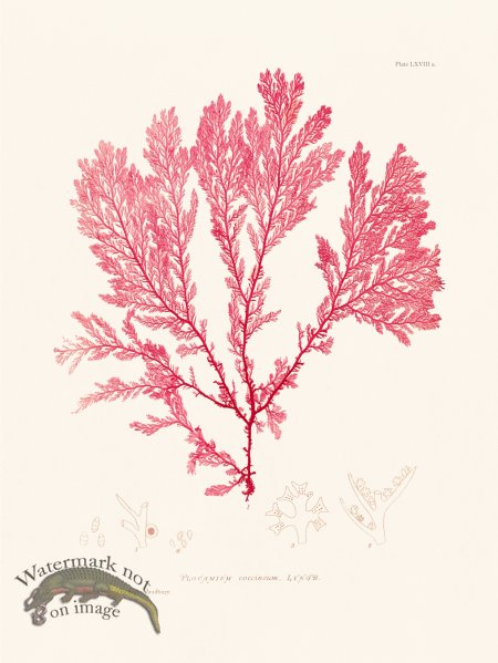 (image for) Bradbury Seaweed 068