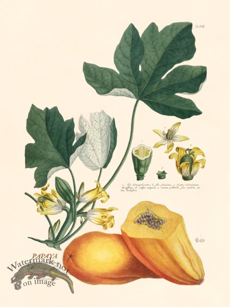 (image for) Trew Botanical 07