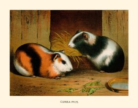 (image for) CP 07 Guinea Pig