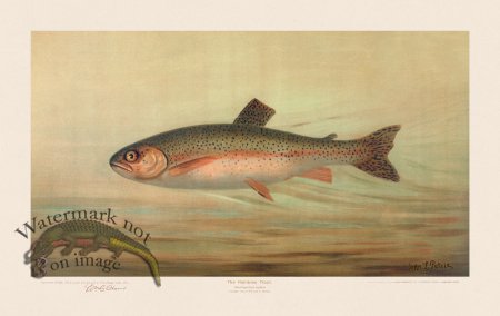 (image for) Rainbow Trout