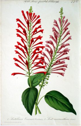 (image for) Botanical