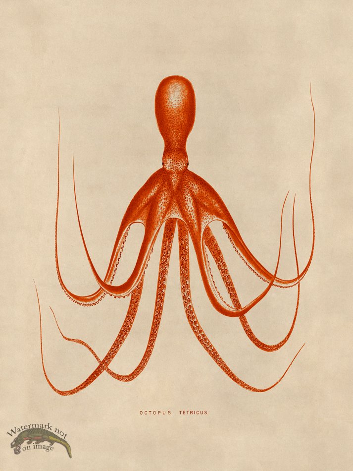 (image for) Octopus Orange 20