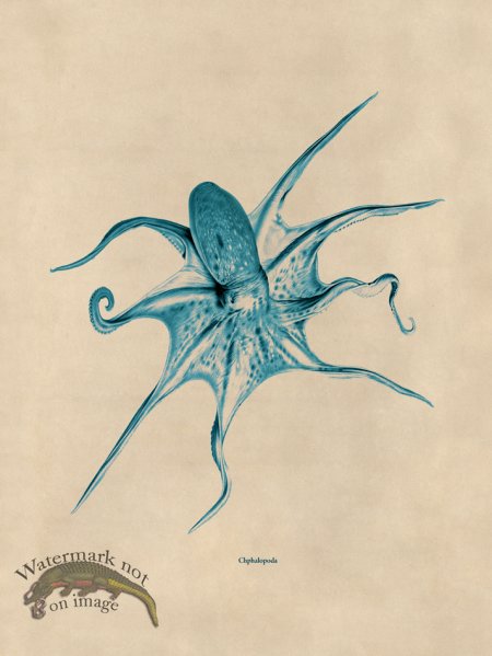 (image for) Octopus Teal 25