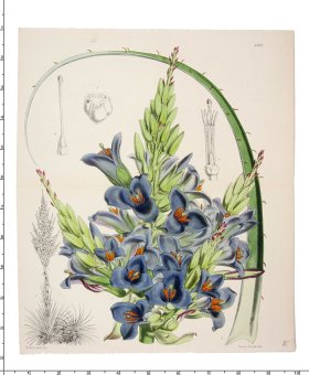 (image for) Curtis Botanical 019