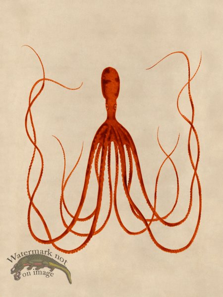 (image for) Octopus Orange 23