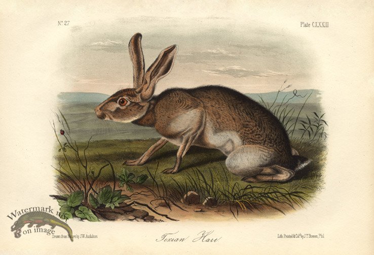 Texian-Hare-small