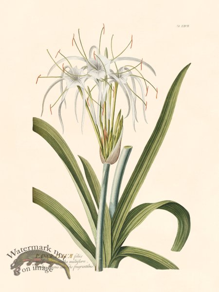 (image for) Trew Botanical 27