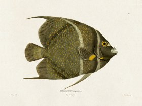 (image for) Werner Fish 011