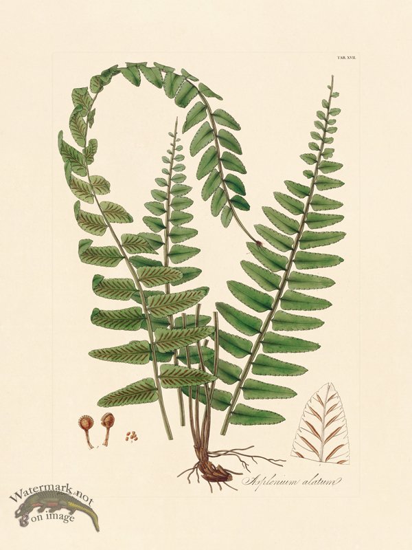 (image for) Hooker Fern 17