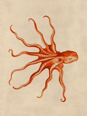 Octopus Orange 29