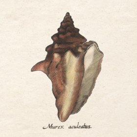 Merian Shell 11