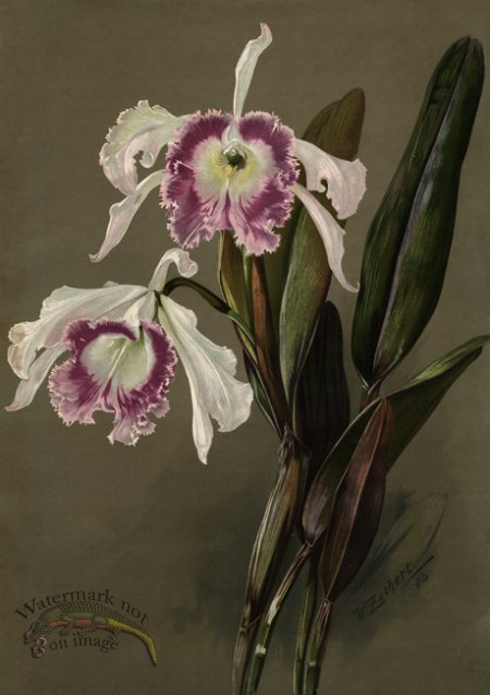 (image for) orchid 03