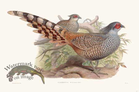 (image for) Gould Game Bird 007