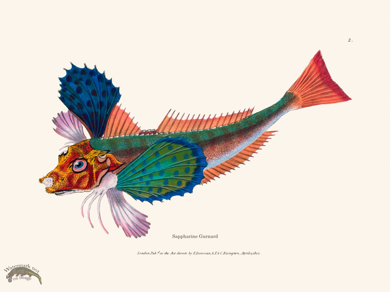 (image for) 002 Sappharine Gurnard