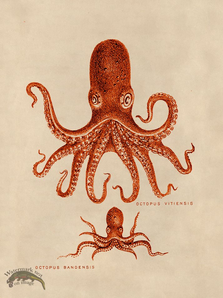 (image for) Octopus Orange 13