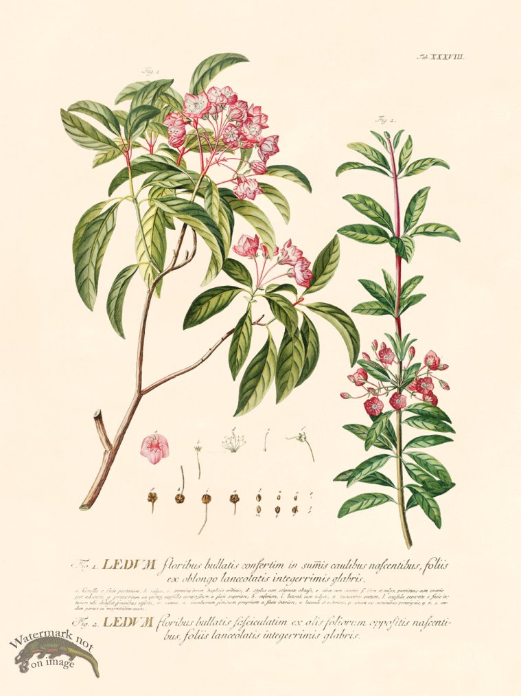 (image for) Trew Botanical 38