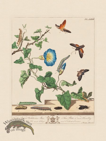 (image for) Moses Harris Insects 24