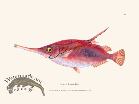 (image for) 028 Snipe, or Trumpet Fish