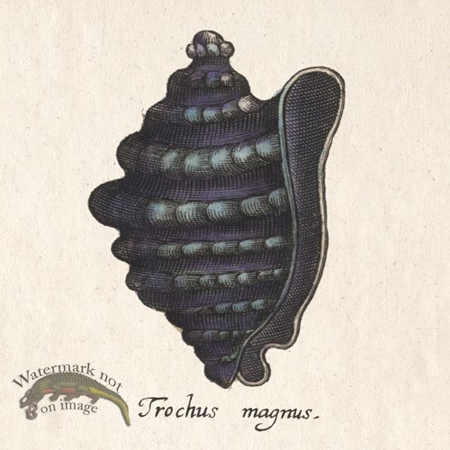 (image for) Merian Shell 9