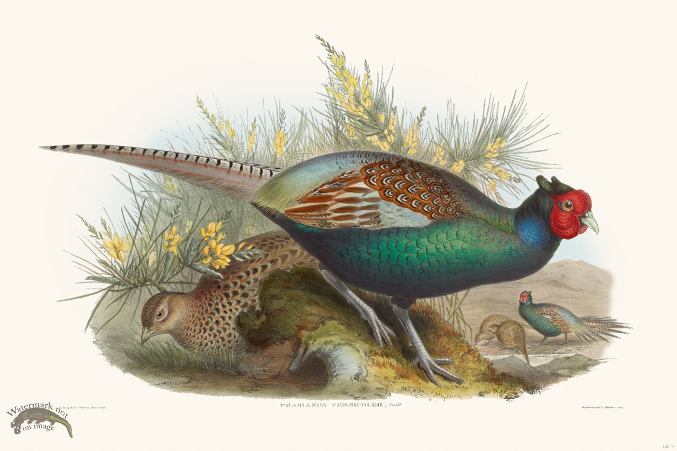 (image for) Gould Game Bird 009