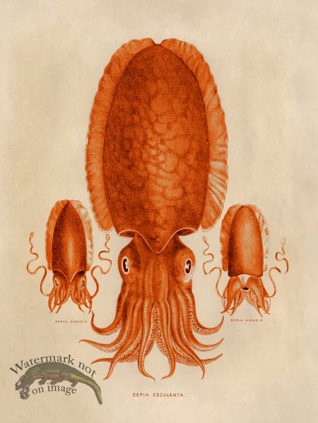 (image for) Octopus Orange 04