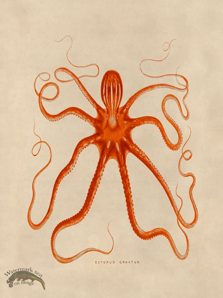 (image for) Octopus Orange 18